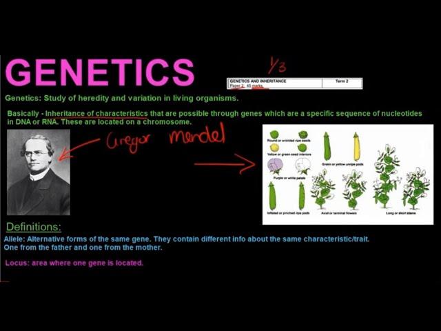 Gr 12 Life Sciences Genetics and Inheritance Part 1