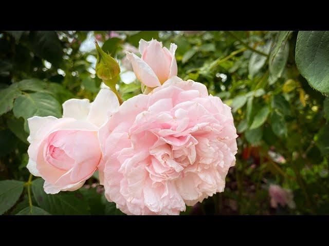 Vlog 19 - The best collection of antique roses at Mottisfont rose gardens