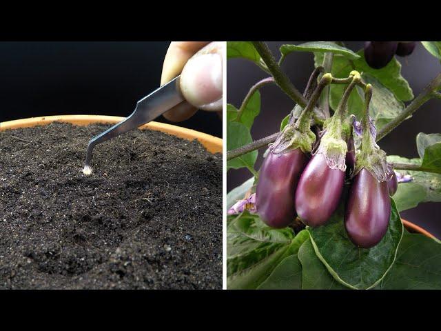 Growing Baby Eggplant Time Lapse - Seed To Fruit In 87 Days