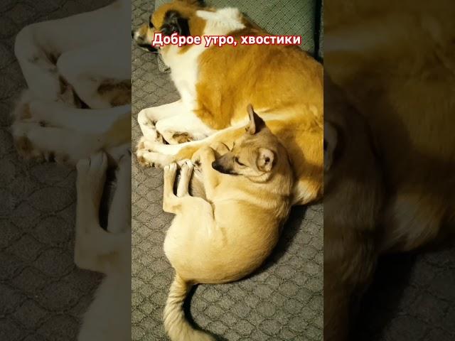 Сонное царство.