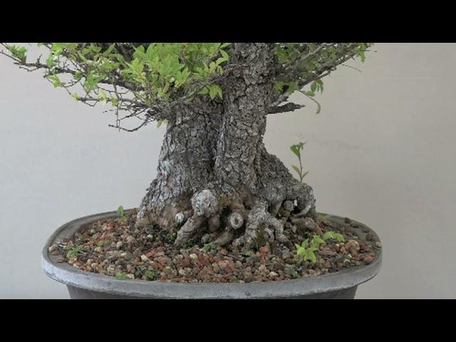 Major Restyle of Chinese Elm Bonsai