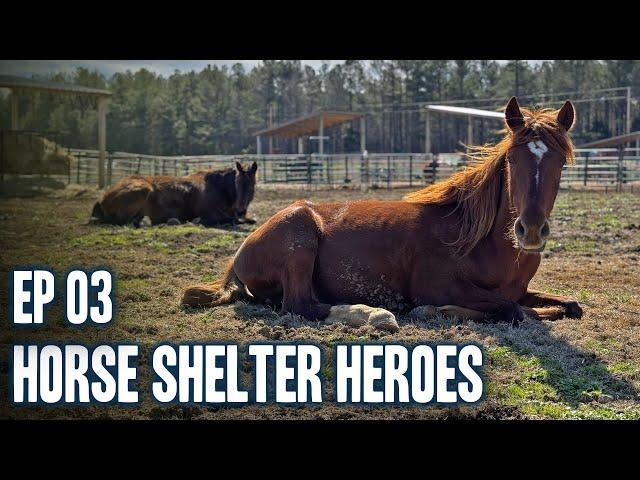 Horse Shelter Heroes| S6E3