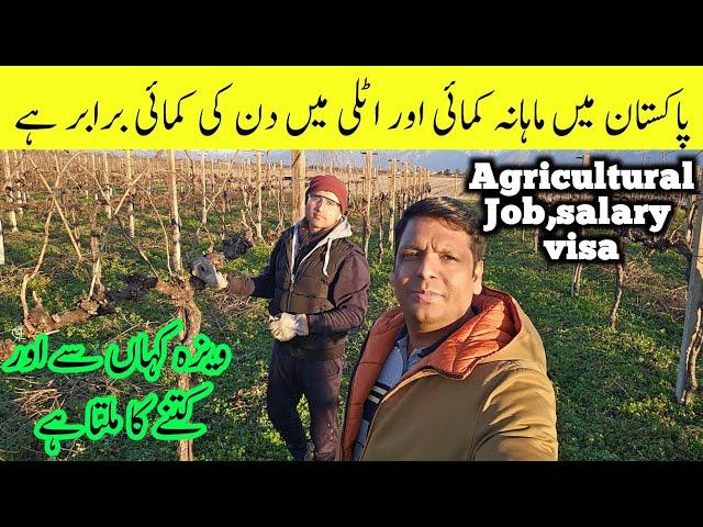 Agricultural Job,salary, and visa process in italy | Seasonal work visa jobs in italy