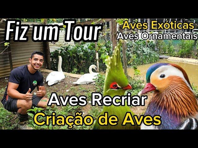 TOUR pelo AVES RECRIAR | CRIAÇÃO de AVES EXÓTICAS | AVES ORNAMENTAIS @AvesRecriar