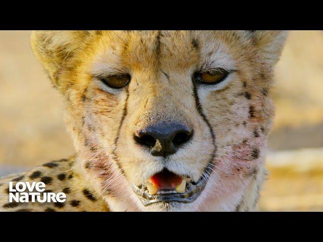 Twin Cheetahs Must Work Together to Hunt Impala | Love Nature