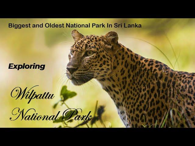 Exploring Wilpattu National Park | Wilpattu National Park | Guide to Wilpattu National Park