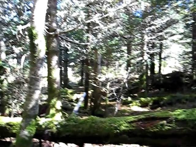 Summit of Mt Guyot, Smokies 2nd highest peak.