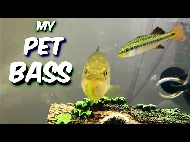 KEEPING A baby LARGEMOUTH BASS AS A PET !! ( MY EXPERIENCE ) - A1A Adventures