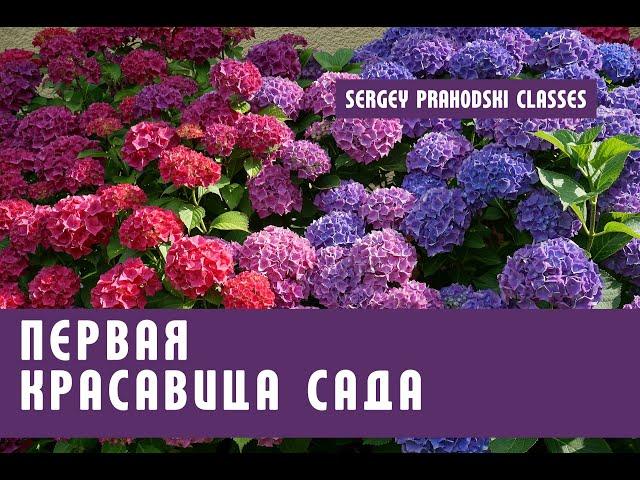 ПЕРВАЯ КРАСАВИЦА САДА - ГОРТЕНЗИЯ