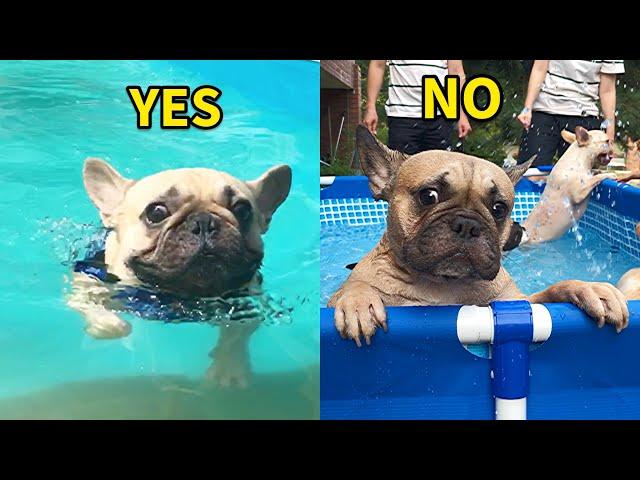 Funny Differences Between My Male And Female French Bulldogs **Try Not To Laugh