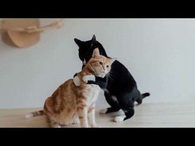 8 hours of meowing sound  Sounds that attract cats  Calling cats   Make cats happy