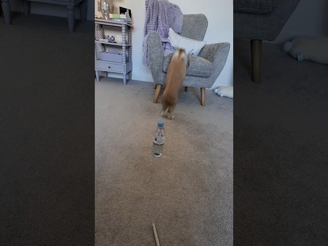 Bunny Jumps Onto Chair #bunny #rabbit #shorts #shortsvideo #shortsfeed #pet #petlover