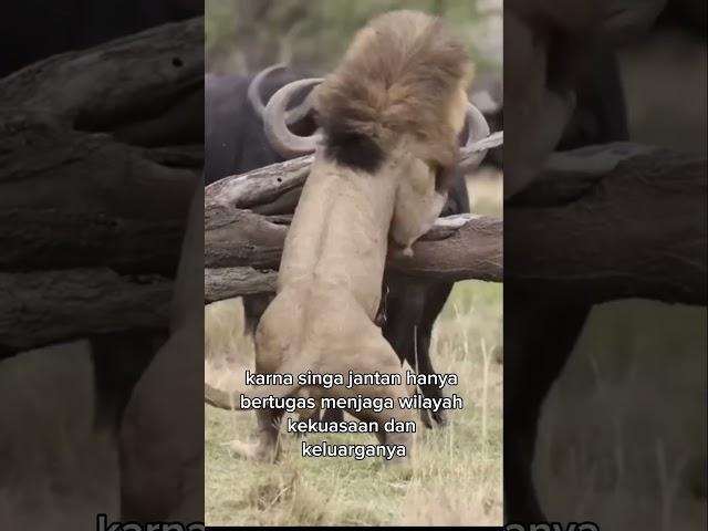 The male lion looks afraid to face a herd of buffalo, #lion #buffalo #africa #safari