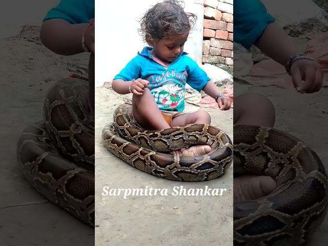 Indian Rock Python and Baby Boy  #snake #Shorts