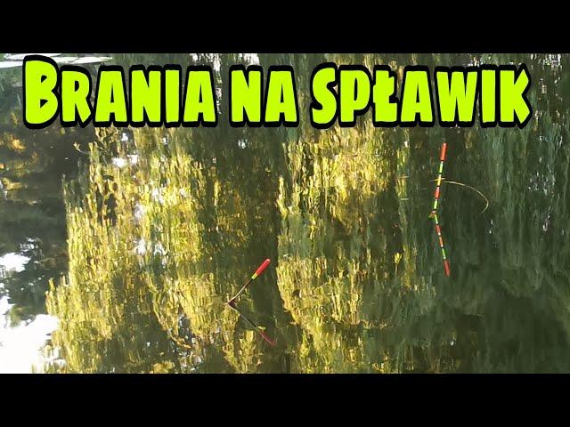 Brania ryb na spławik