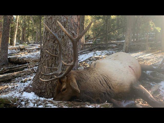 BUGLING BULLS IN NOVEMBER | Colorado Elk Hunt - Part 3| S6E12 | Limitless Outdoors