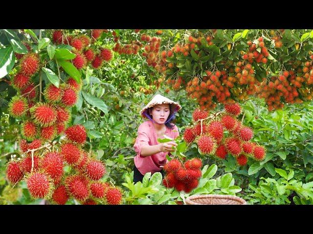 Linh Đan's Farm Life: Harvesting Rambutan & Caring for Animals