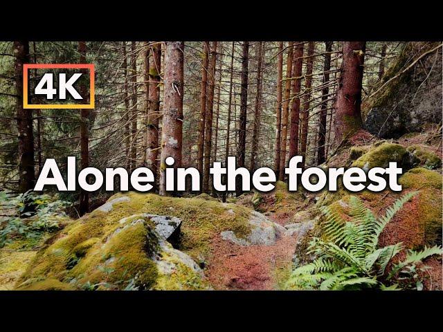 Relaxing Walk alone in the wild Alpine forest in the rain. 4K ASMR