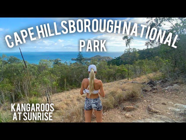 CAPE HILLSBOROUGH NATIONAL PARK | KANGAROOS AT SUNRISE | MACKAY QLD