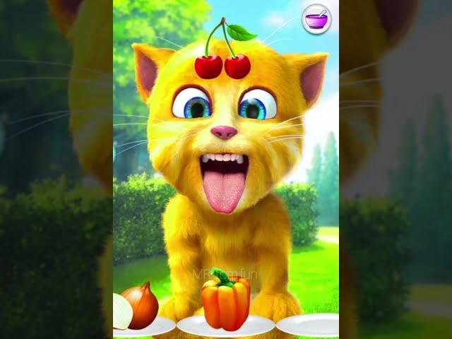 Talking Ginger Cat Funny Video | 