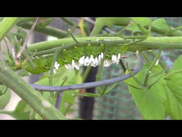 What are Those White Spikes on Hornworm?