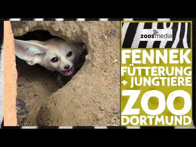 Dortmund Zoo: Offspring for the FENNEKS  | zoos.media