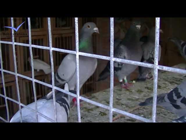 Felix Nadales Blanco, Racing Pigeons Loft / Taubenschlag / Palomar (2013)