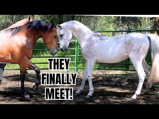 Warmblood meets Arabian horse ~  It got a little WILD!
