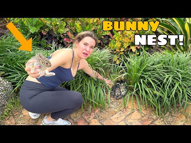 BABY BUNNY FOUND ALL ALONE! WHAT NOW?!