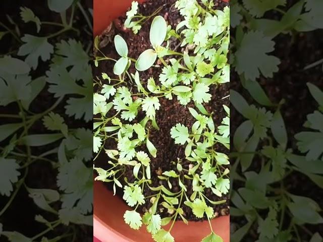 growing coriander leaves in summer  mother's touch #shorts|