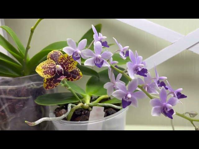 Orchids about WATERING and CARE ️ I'm thrilled with FLOWERING and ROOTS 