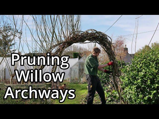 Pruning Willow Arches (2024)