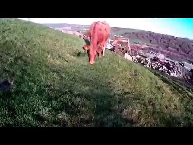 No cows were hurt during filming