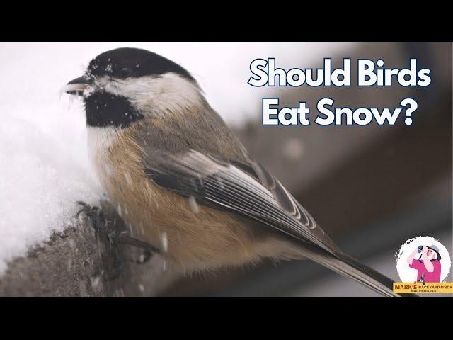 Should Wild Birds Eat Snow?