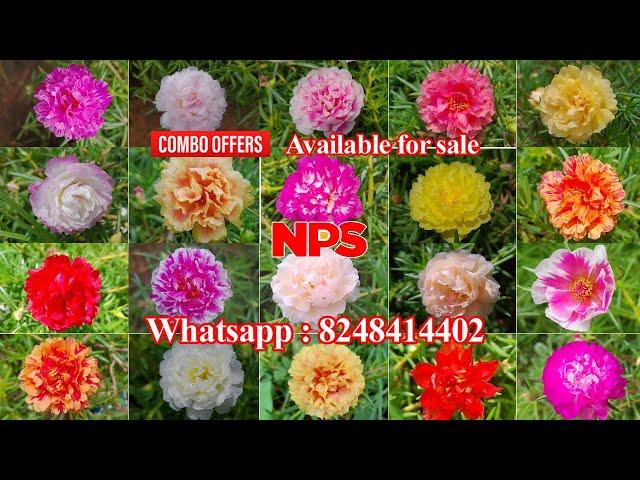 Table rose - Portulaca - Pathumani - Online sale  -80 colors Available - Whatsapp : 8248414402