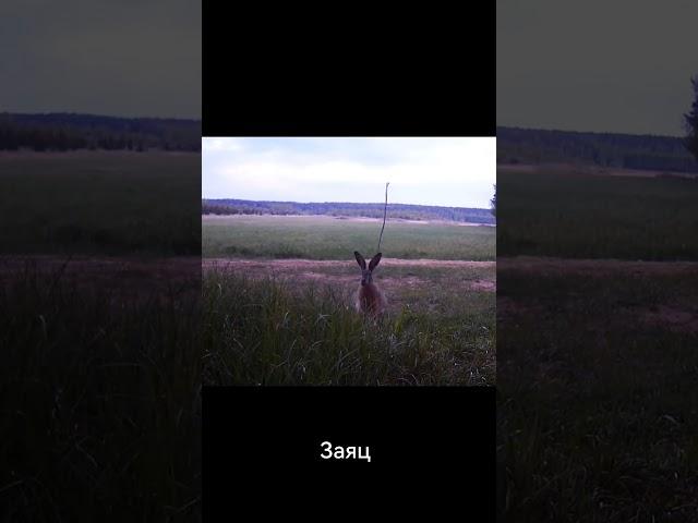 Заяц. #рек #природа #дикаяприрода #заяц #wildlife #animals #hunt #rek #forest #лесной #весенняяохота