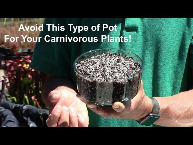 Avoid This Type of Pot for Your Carnivorous Plants!