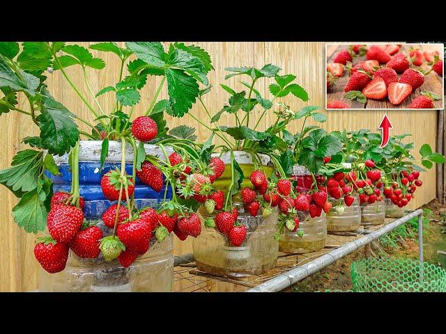 So Unexpected, Growing Strawberries in plastic bottles is very easy and has a lot of fruit