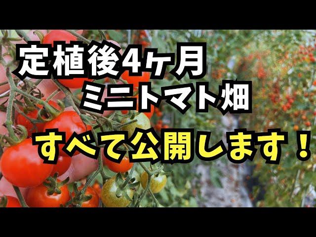 【ミニトマトの高温障害】定植後4ヶ月のリアルを公開