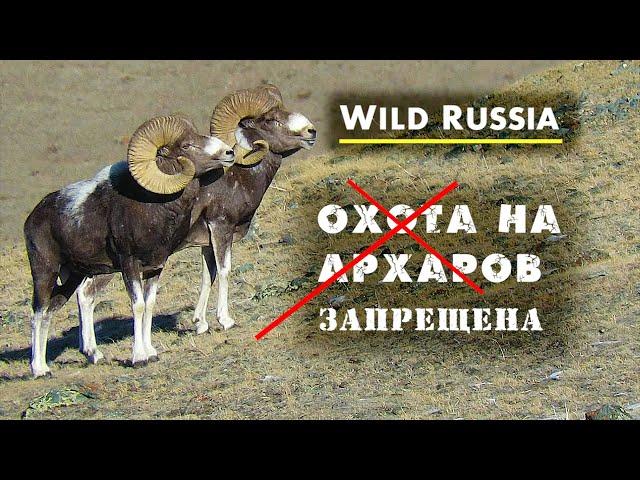 Hunting for the Altai mountain sheep is prohibited! (Wild Russia) Siberia. Mountain goats. Argali
