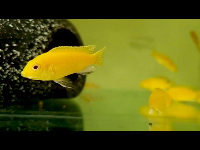 V1455850 | Labidochromis Caeruleus Yellow 3-4 cm