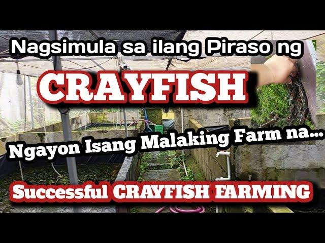 Nag Umpisa sa Ilang Piraso na Crayfish,Ngayon isang Malaking Farm na...