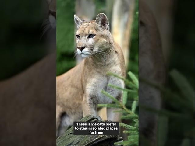 Cougars are scared of humans! #wonderverse