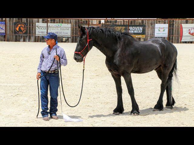 Horses That Push Into You On The Ground