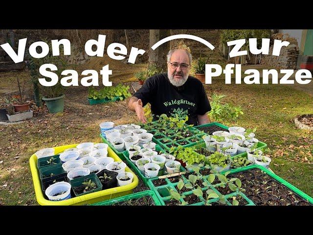 From Seed to Plant Experience Report