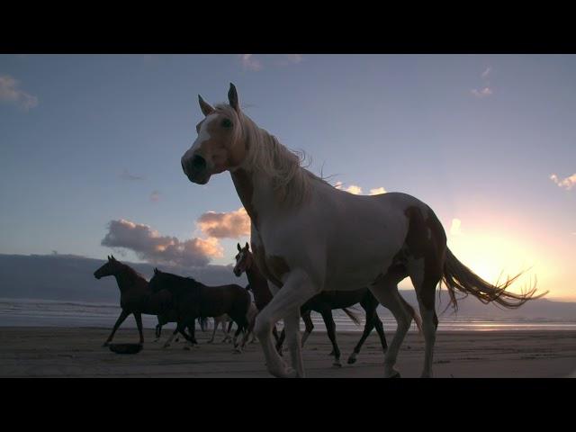 Horses running at liberty on the beach