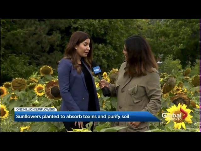 Global News at the Sunflower Fields | Lakeview Village