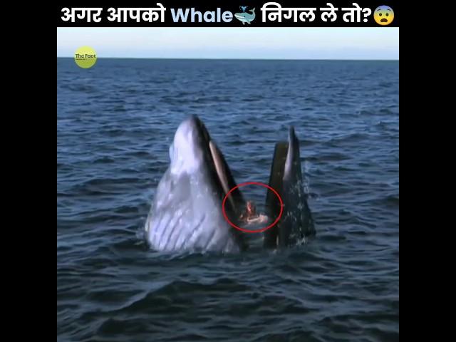 क्या होगा अगर आपको Whale निगल ले?  | What If a Whale Swallowed You | The Fact | #shorts #ytshorts