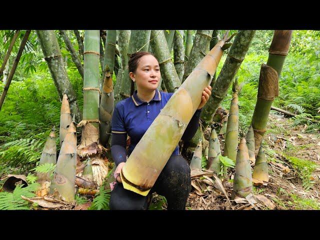 Harvesting Huge Bamboo Shoot - Chili Bamboo Shoots Making Process - Cooking