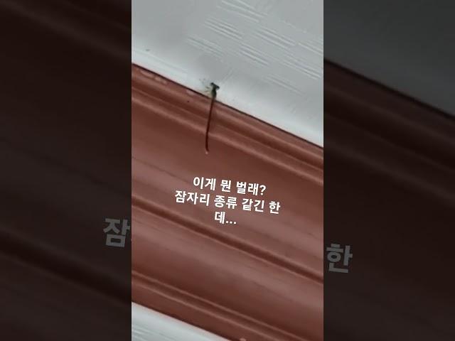 이게 무슨 벌래임? 잠자리 종류 같은데 (내일 죠죠 8스케 그림 나감) #벌래